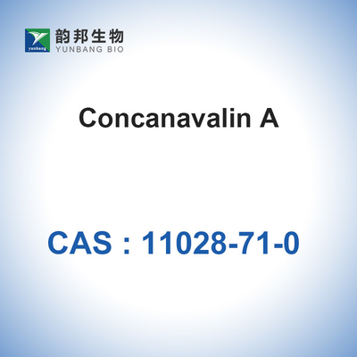 CAS 11028-71-0 Canavalia Ensiformis Jack Bean'den Concanavalin A