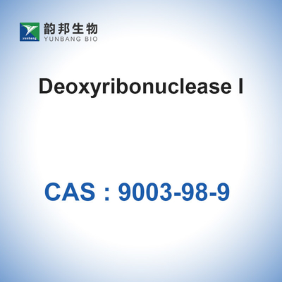 DNaz I (＞400u/Mg) Sığır Pankreasından Deoksiribonükleaz I CAS 9003-98-9