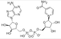 NAD β Nikotinamid Adenin Dinükleotid Hidrat Liyofilize CAS 53-84-9