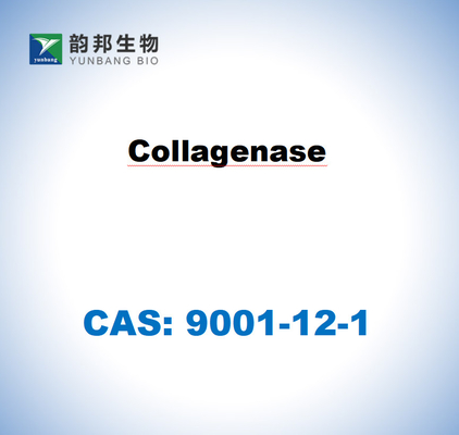 CAS 9001-12-1 Clostridium histolyticum'dan gelen Kolagenase TYPE I