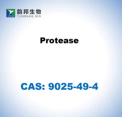 CAS 9025-49-4 Aspergillus saitoi proteazı