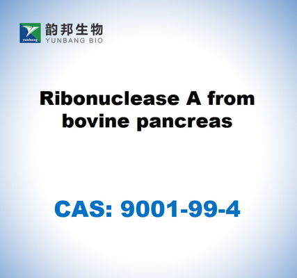 CAS 9001-99-4 Sığır pankreasından alınan Ribonükleaz A