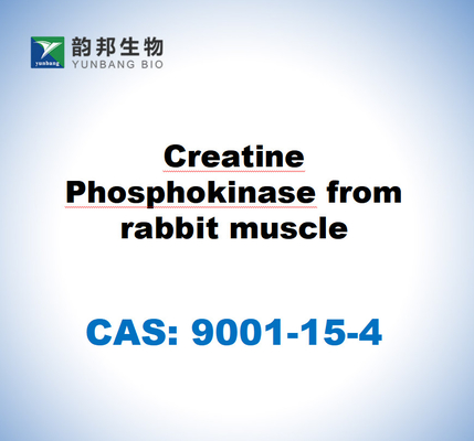 CAS 9001-15-4 Tavşan kasından kreatin fosfokinase
