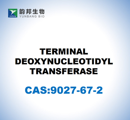 CAS 9027-67-2 TERMINAL DEOXYNUCLEOTIDYL TRANSFERASİ