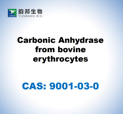 CAS 9001-03-0 Sığır eritrositlerinden karbonik anhidraz