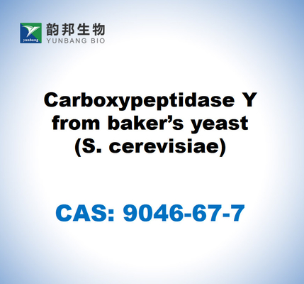 CAS 9046-67-7 Karboksipeptidaz Y, fırıncı maya (S. cerevisiae)