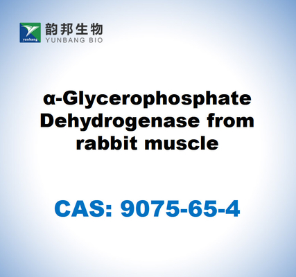 CAS 9075-65-4 Tavşan kasından α-Gliserofosfat Dehidrojenase